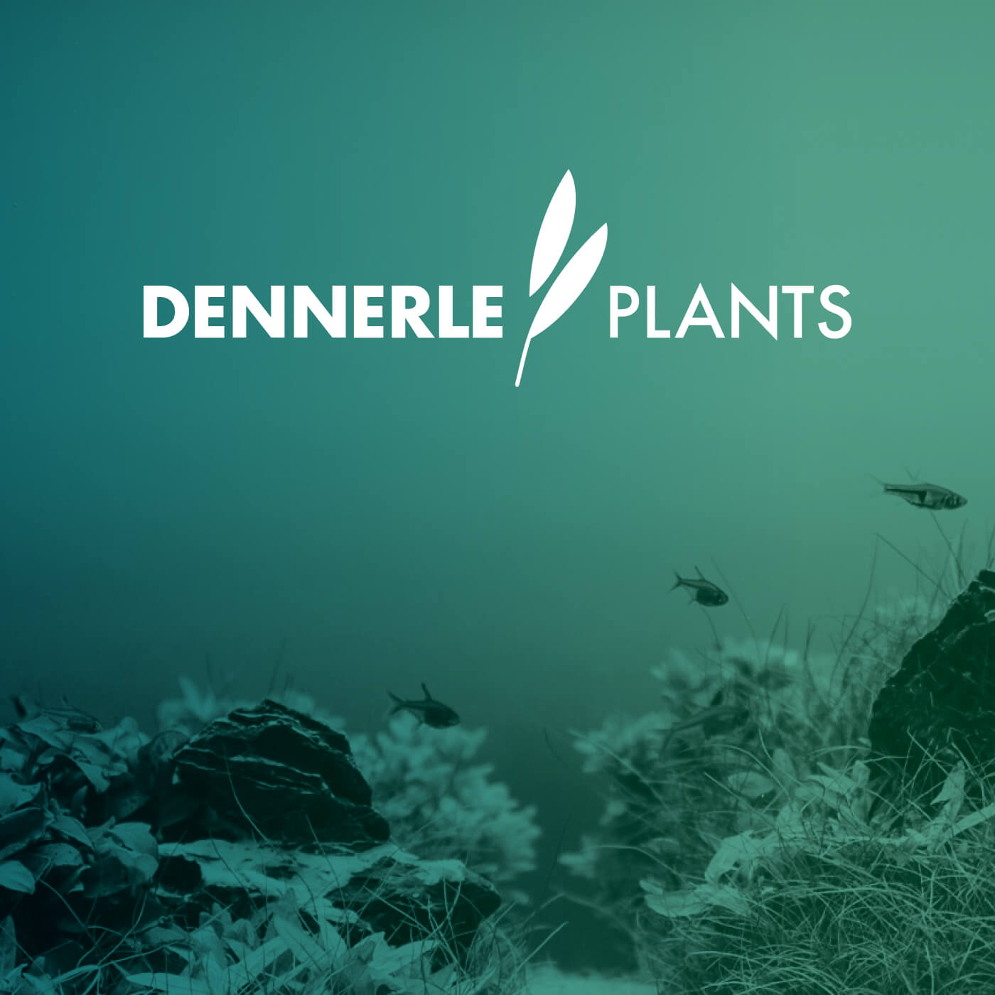 Brand identity for Dennerle Plants. Logo design: Machbar