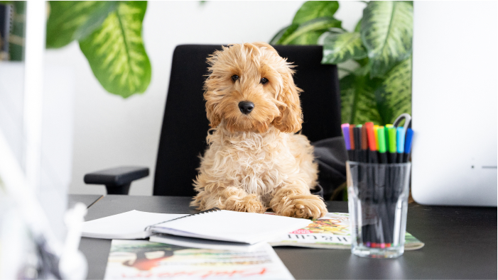 Photo of Lillet—the Machbar Agency's official honorary dog